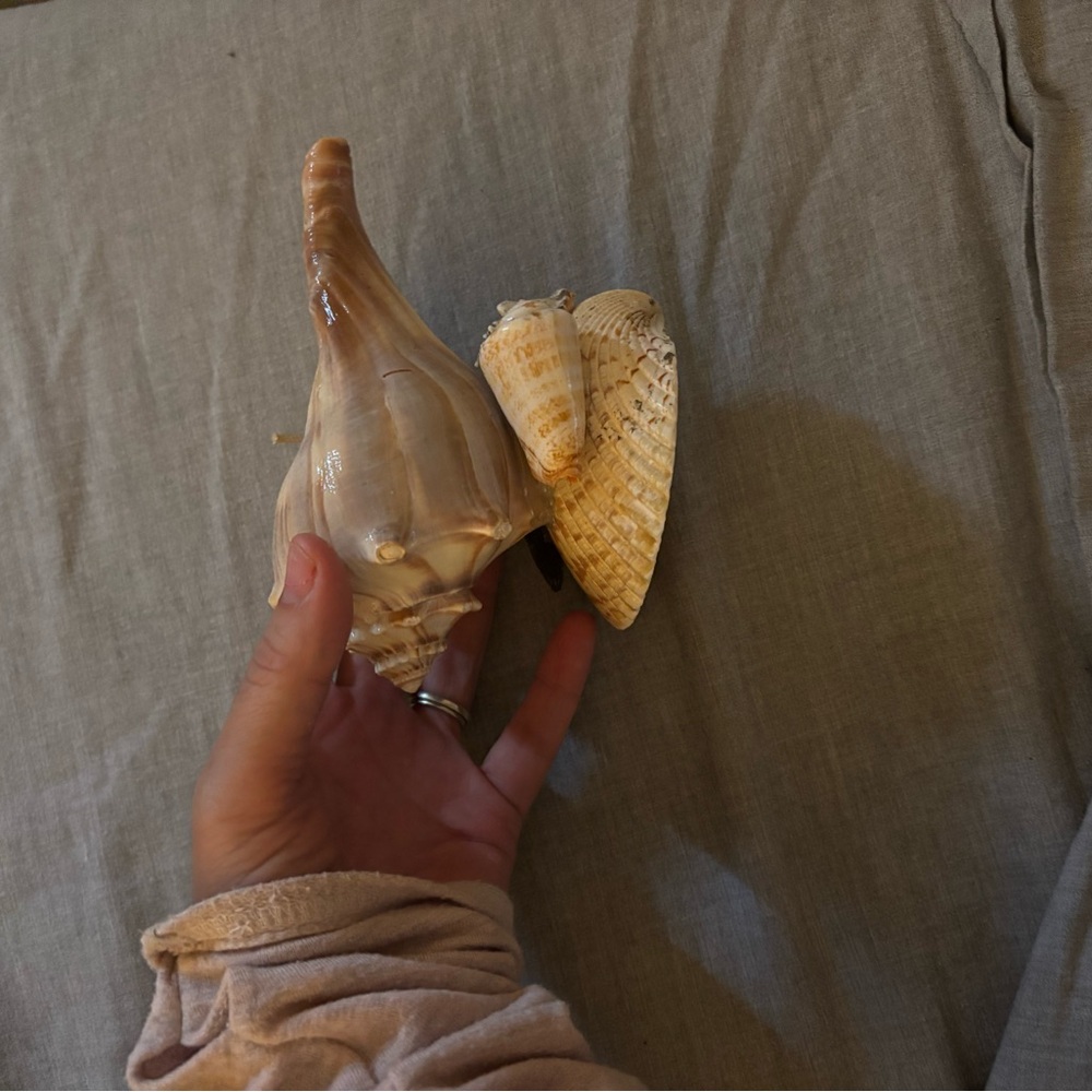 Natural Sea Shells Collection